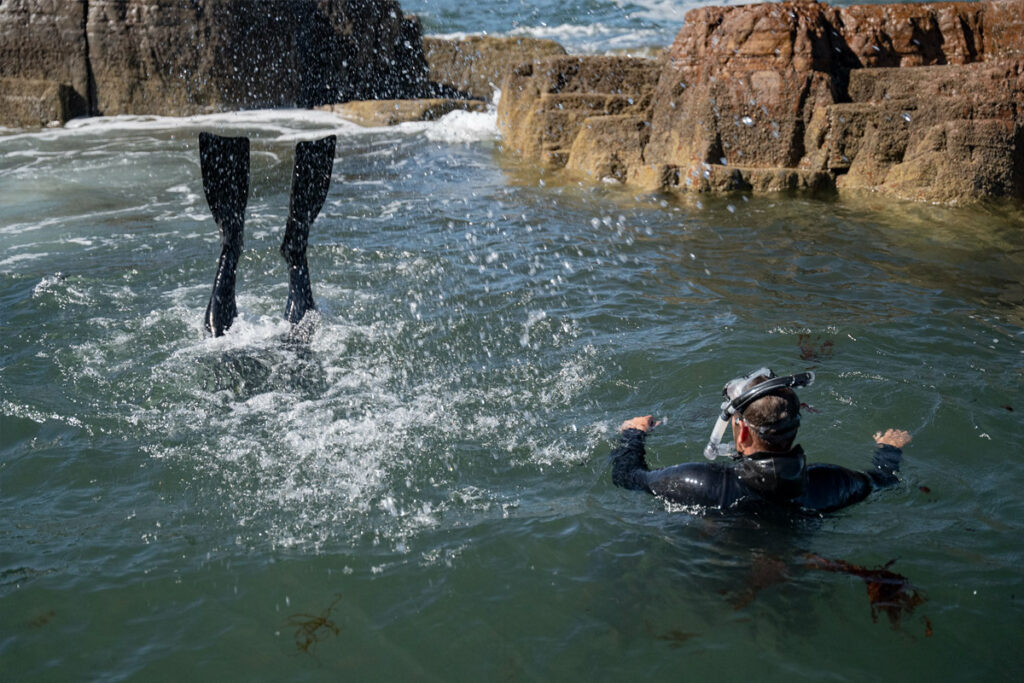 diving-Greencastle-Kelp-Seaweed