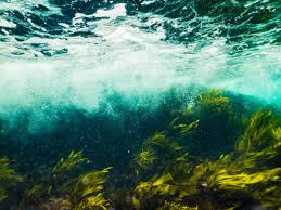 images-Greencastle-Kelp-Seaweed