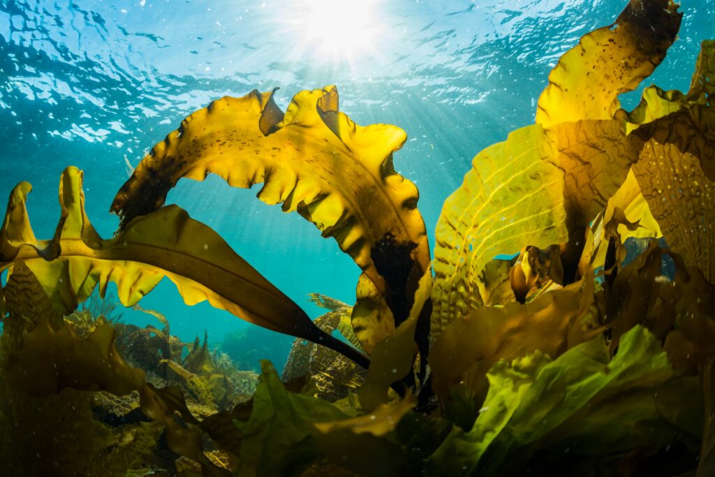 thari sjor 1-Greencastle-Kelp-Seaweed